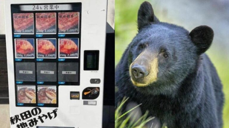 viral vending machine di jepang jual jimat hingga daging beruang 768x432 - Vending Machine di Salah Satu Stasiun Jepang Jual Daging Beruang
