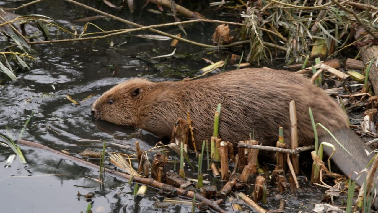 231011161630 ealing beaver close up 1 1280x720 - Wild Beavers Return to West London