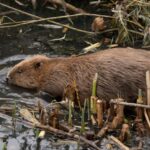 231011161630 ealing beaver close up 1 150x150 - Wild Beavers Return to West London